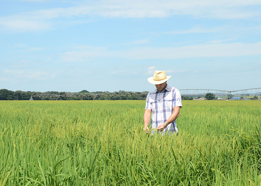 Governo girou em falso nos casos do arroz e da desoneração