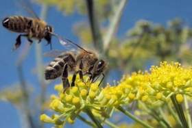 Um olhar sobre a polinização: entenda a importância das abelhas para o ecossistema