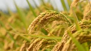 Brasil amplia para R$ 7,2 bi recursos para estimular importação de arroz