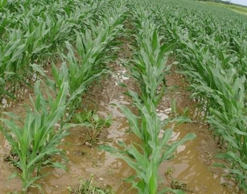 A reinvenção da agropecuária gaúcha