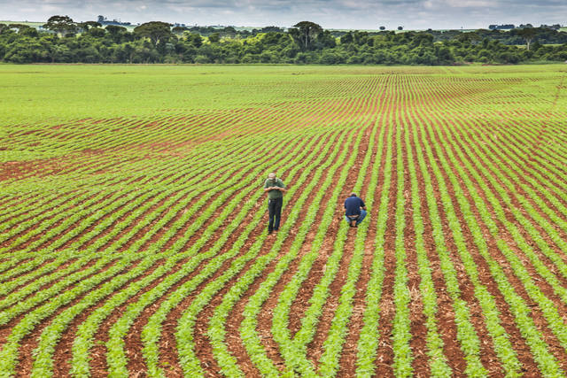 Lavoura de soja em Maracaju, Mato Grosso do Sul.