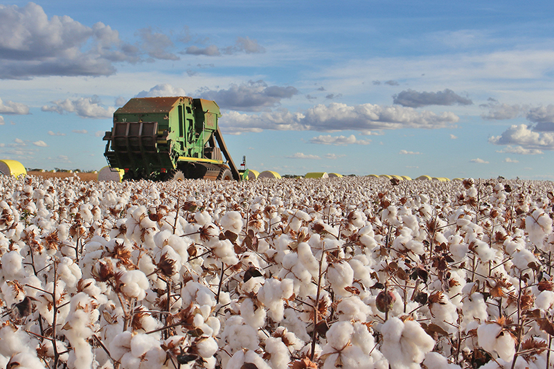 Após ano desafiador, agro brasileiro espera que 2025 seja mais próspero