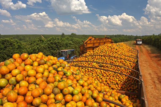 Estoque de suco de laranja aumenta apesar de queda na produção