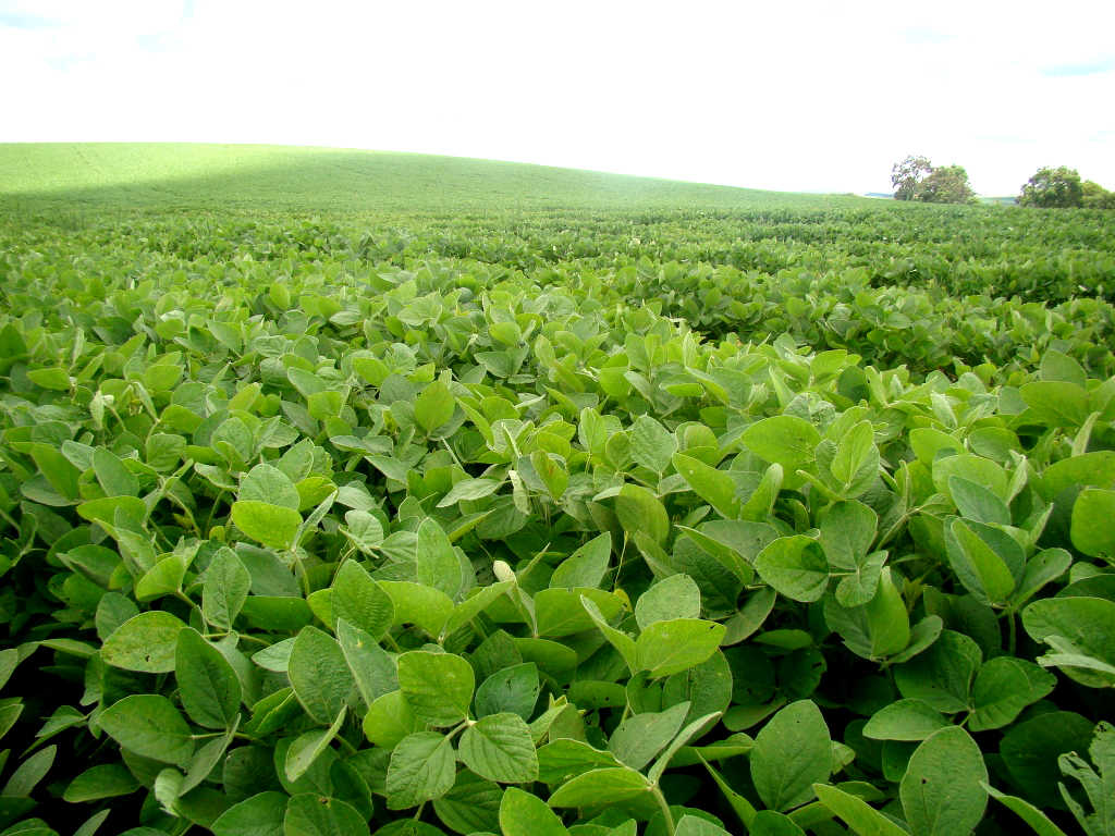 Biotecnologia impulsiona produtividade de 100 sacas de soja por hectare