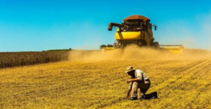 Falta de chuvas obriga muito produtor a rever estratégias de plantio