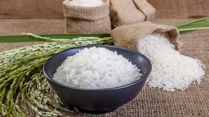 Como salvar o “rei” do arroz japonês das temperaturas cada vez mais altas