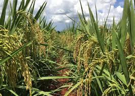 Zarc aponta 80% de chance de sucesso para plantio de arroz irrigado em grande parte do Tocantins