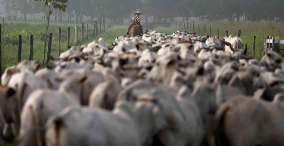 83% das empresas da pecuária não revelam compromissos ambientais, diz ONG