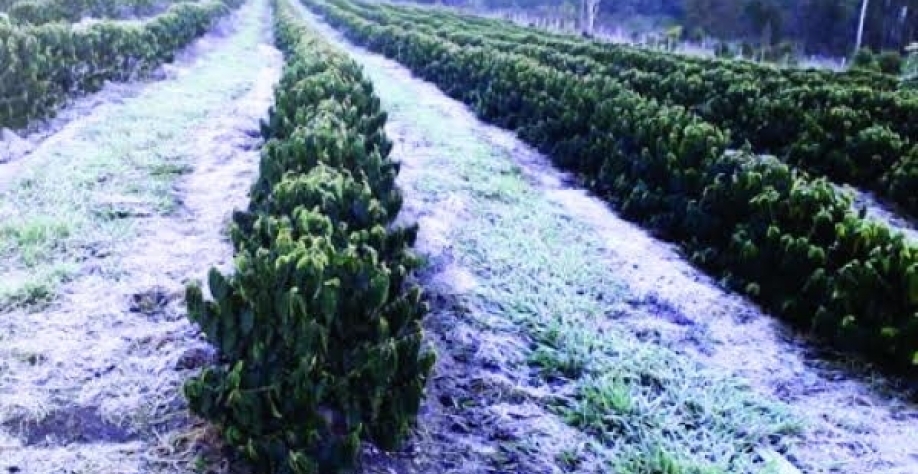 Granizo e geadas ameaçam produção de café 