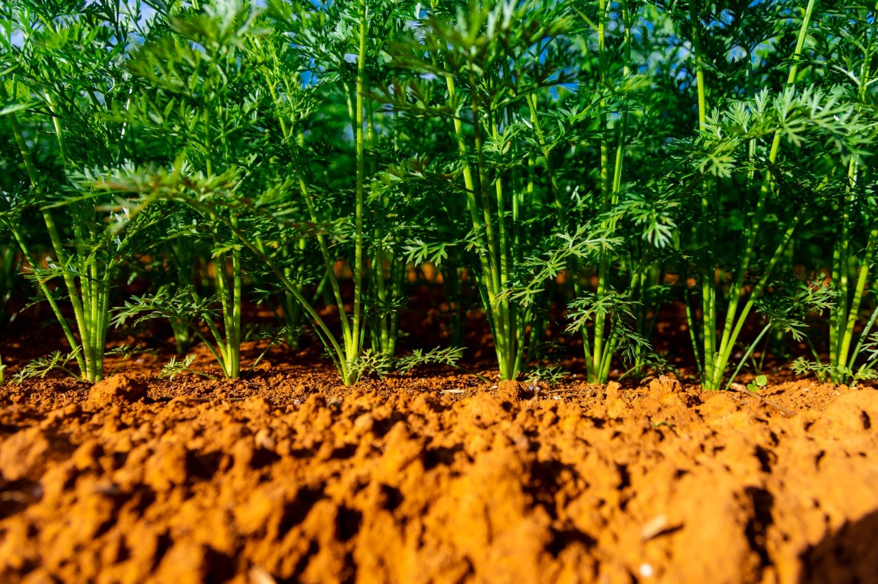 Produção de hortifrúti sem resíduos químicos ganha impulso com biotecnologia