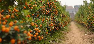 Laranja acumula maior inflação desde 1995 com impacto do clima