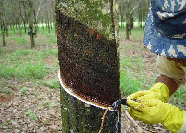 Criação de índice de preço de importação da borracha natural permite a produtores brasileiros competir de maneira justa no mercado global