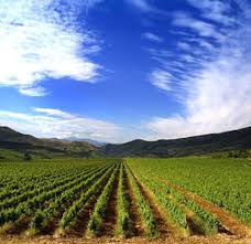 Preço de terras agrícolas mais que dobra em cinco anos