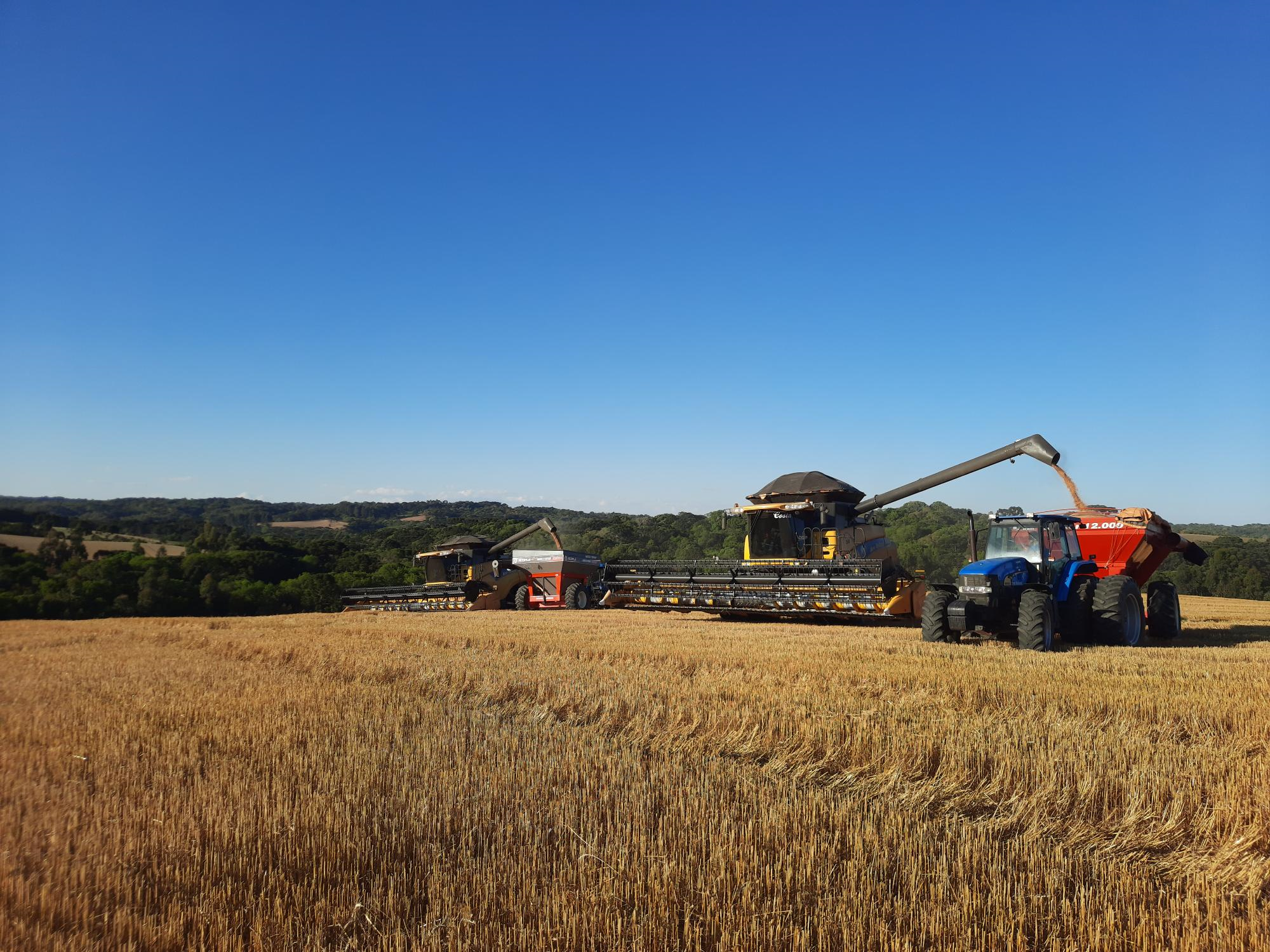 PR: Deral revisa para baixo área plantada com trigo em 2023/24