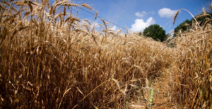 Brasil precisará importar 3 mi de toneladas de trigo nos próximos 5 meses