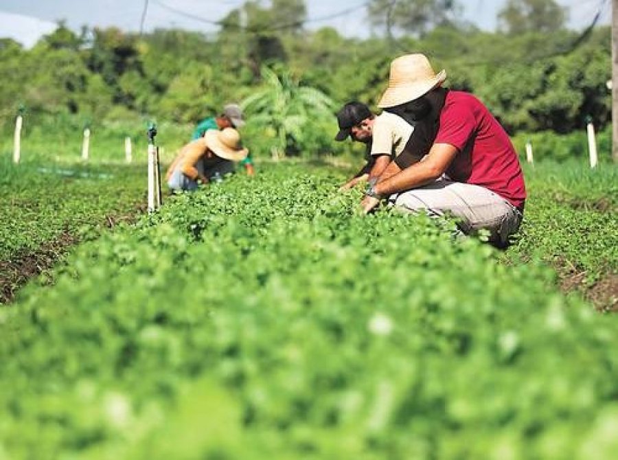 Agricultura familiar tem R$ 85,7 milhões em crédito para a safra 2024/25