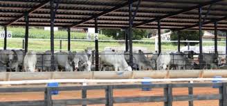 Doença Respiratória Bovina e seus impactos para o gado