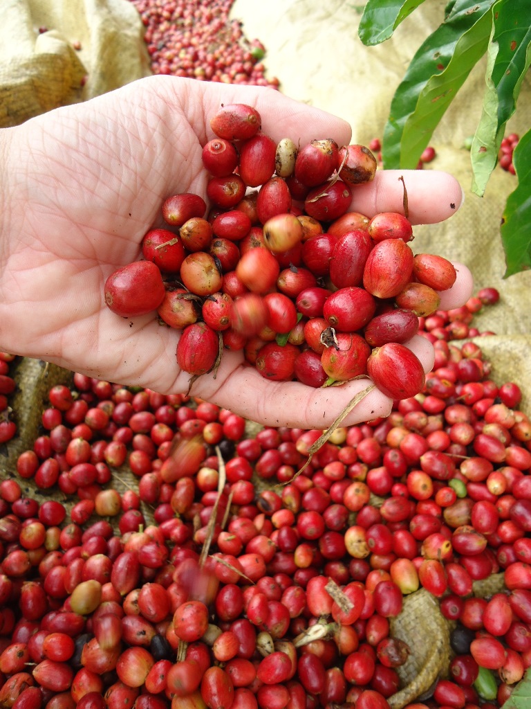 Clima provoca perda de quatro milhões de sacas de café nesta safra