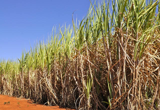 StoneX reduz em 2 mi t produção de açúcar do Centro-Sul por etanol