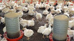 Salmonella: impacto na avicultura gera preocupação aos produtores