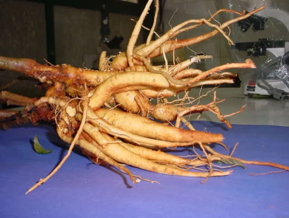 Ginseng de Querência do Norte protocola pedido de reconhecimento com Indicação Geográfica