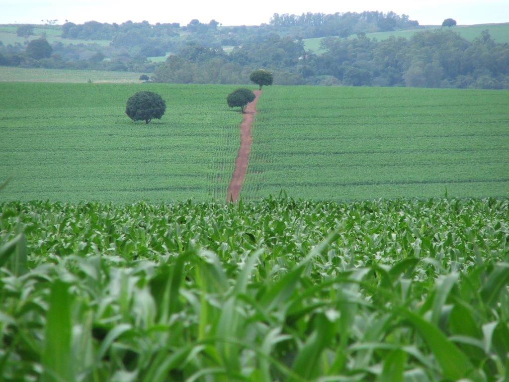 Coinoculação em milho já é realidade no Brasil