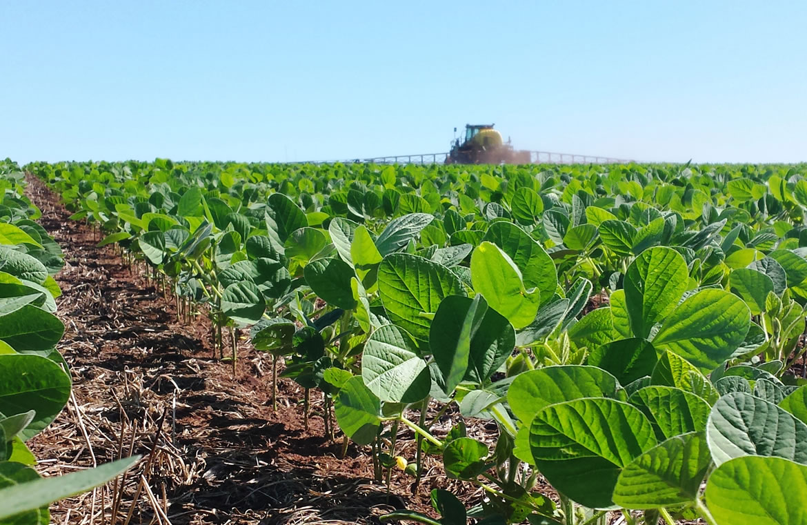 Plantio Direto e integração lavoura-pecuária aumentam diversidade microbiana do solo e protegem as plantas