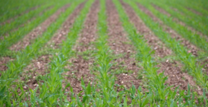 Pesquisa brasileira leva pioneirismo, empreendedorismo e inovações para as cadeias nacionais de milho e sorgo