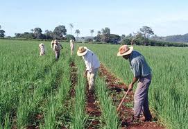 Preços aumentam no campo em julho e influenciam taxa de inflação