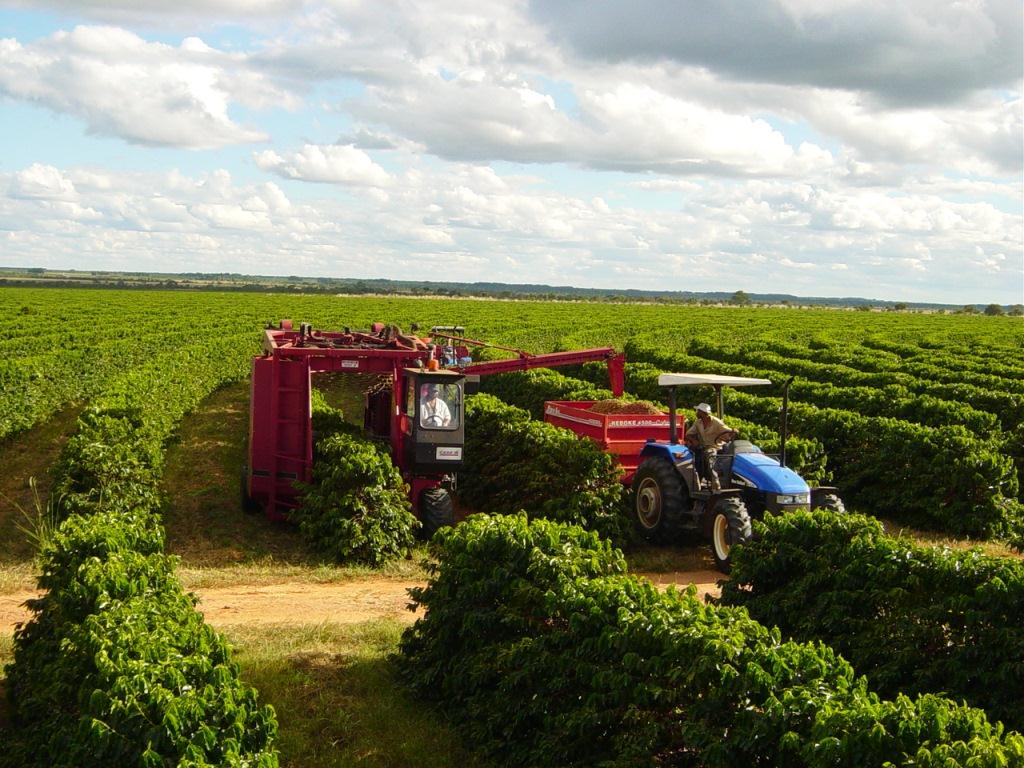 IBGE estima queda de 6,8% na safra de café 2025 do Brasil