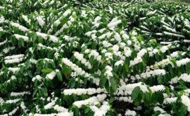 Café do Brasil tem boas floradas em outubro, mas pegamento é a questão