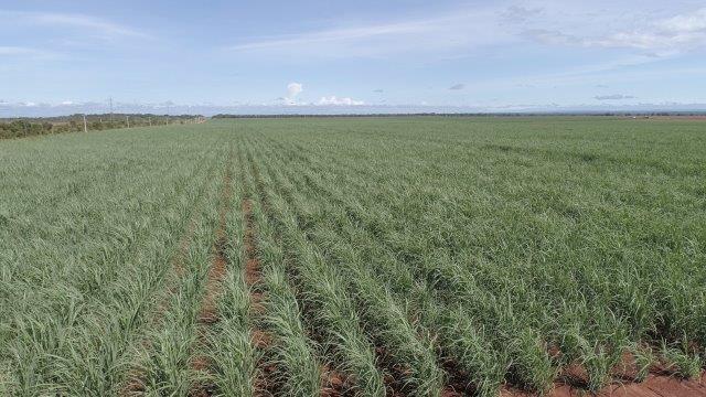 Irrigação por gotejamento pode dobrar a produção do canavial