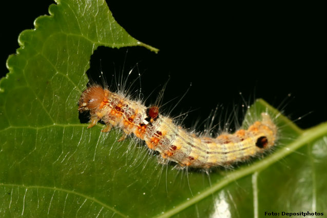 Estudos respaldam baculovírus como essenciais para mitigar resistência de lagartas a biotecnologias e inseticidas químicos