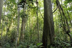 Brasil tem área equivalente à cidade de São Paulo em restauração ecológica, aponta Coalizão