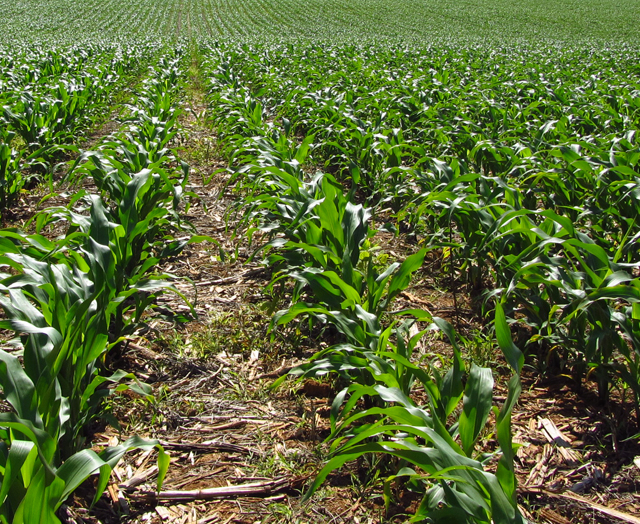 Controle de plantas invasoras: a chave para maximizar a produtividade do milho safrinha  