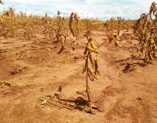 Eventos climáticos extremos dificultam produção agrícola no mundo