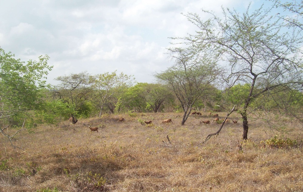 Desertificação na caatinga reduz mais de 50% a funcionalidade do solo