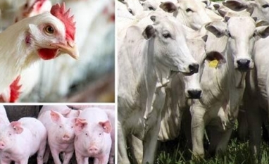 Lobby agrícola apoia redução do consumo de carne na UE