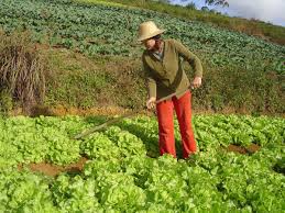 O que muda para o produtor rural com a lei da obrigatoriedade de emissão de NFe