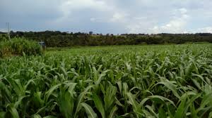 Broca-da-cana-de-açúcar é praga silenciosa da cultura do sorgo