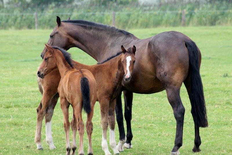 Impactos da Cólica Equina