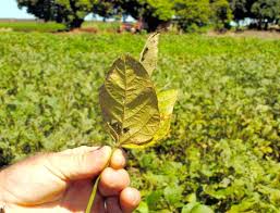 Produção de soja no Brasil cresce, mas ferrugem asiática coloca colheita em risco