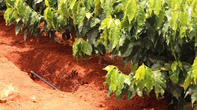 Irrigação por gotejamento ajuda o café na seca severa