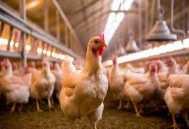 Em tempos de gripe aviária, só frango e soja sobem no mês