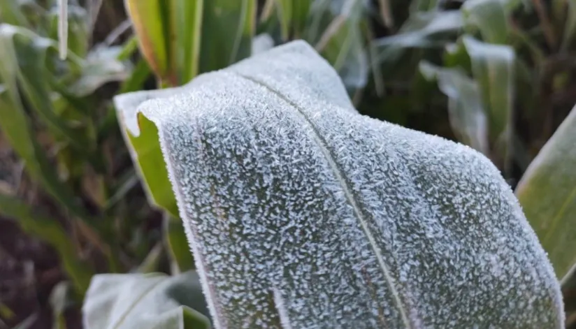 Geadas e frio intenso afetam lavouras e pastagens no Paraná