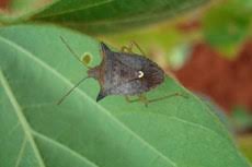 Percevejo-marrom avança antes do previsto e acende alerta para o manejo da soja