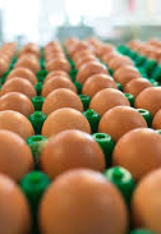 Exportações de ovos crescem 16,3% em fevereiro