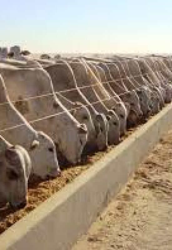 Uso de DDGS na nutrição animal será debatido no FACTA Conecta