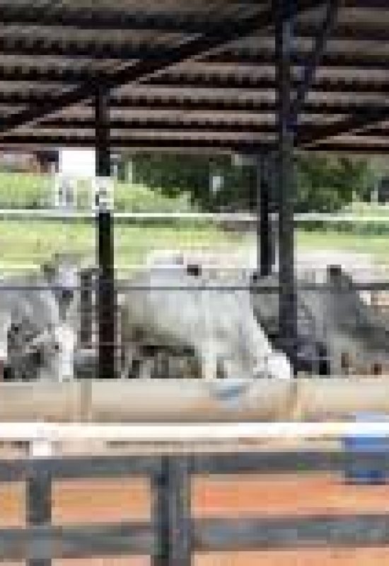 Confinamento brasileiro desafia modelo tradicional ao banir uso de antibióticos promotores de crescimento