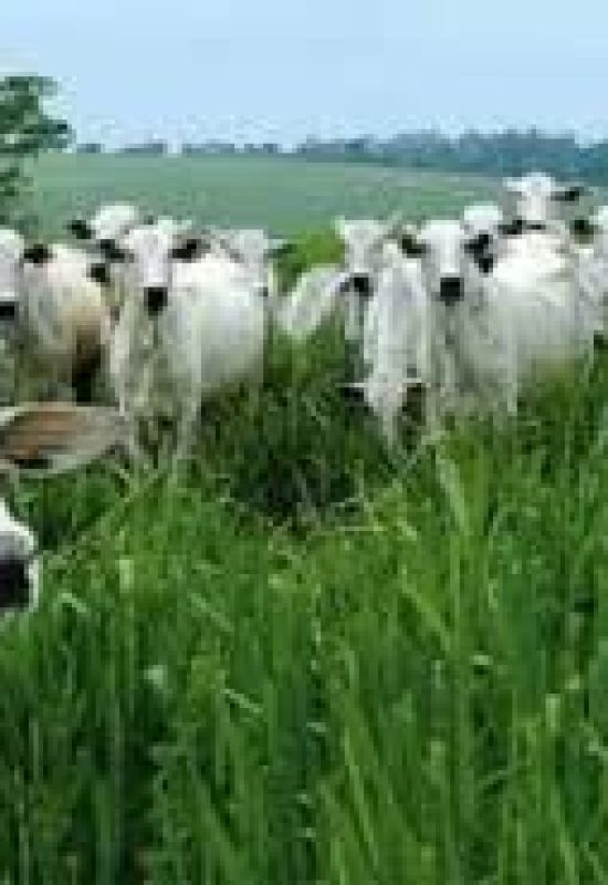 Preço do boi gordo volta a cair com cota chinesa próxima do fim